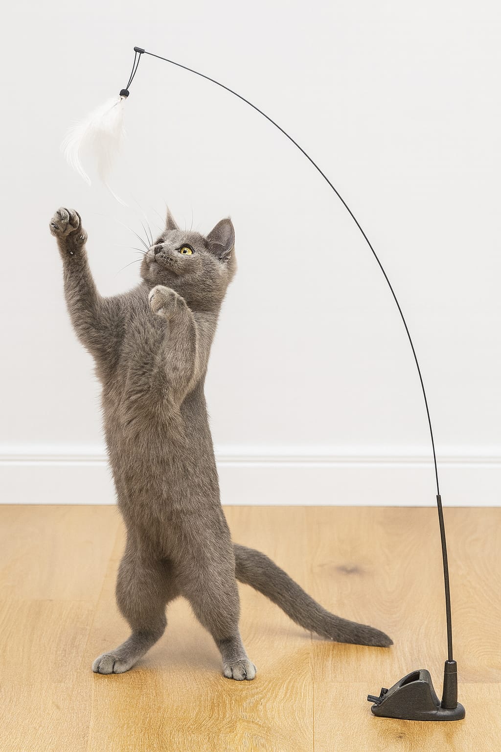 משחק מעשיר שירגיע את החתול שלך