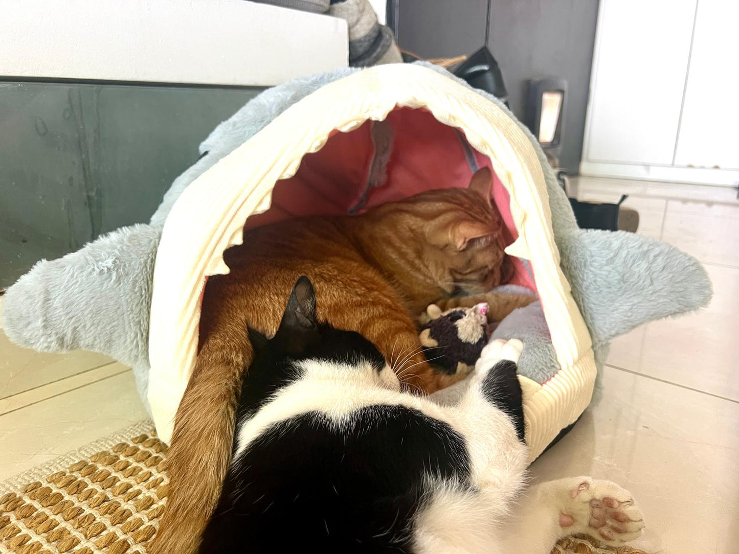 לא עוד מיטה — המקום שחיית המחמד שלך לא תרצה לצאת ממנו